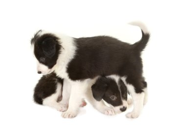 Playful border collie puppies clipart