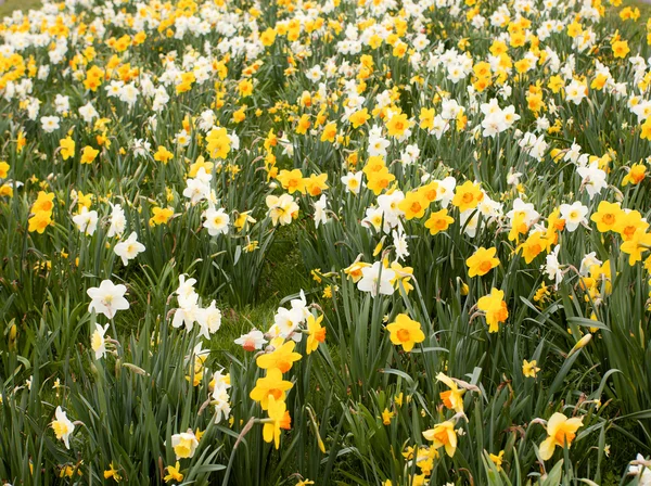 Campo de Daffodils — Fotografia de Stock