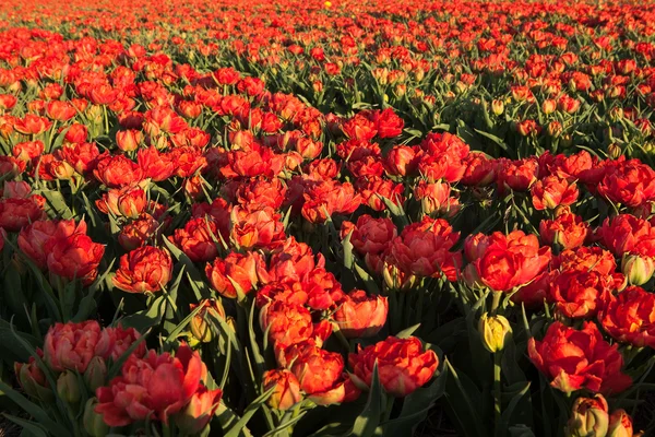 Červené tulipány v Holandsku — Stock fotografie