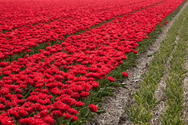 Millionen von Tulpen — Stockfoto