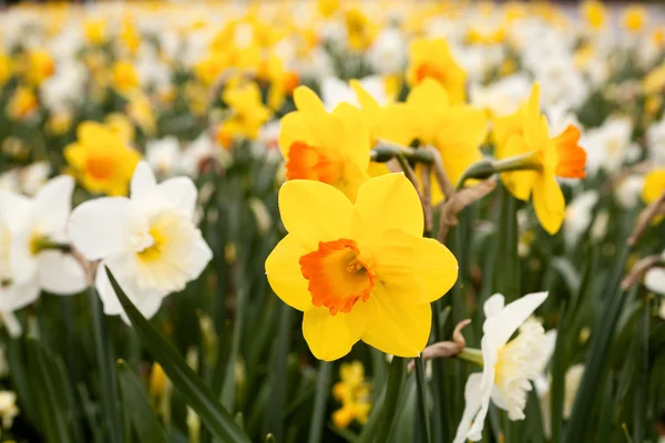 Narcissen close-up — Stockfoto