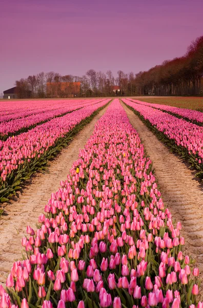 Tulipas de primavera na Holanda ao entardecer — Fotografia de Stock
