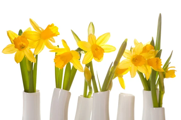 Springtime daffodils — Stock Photo, Image