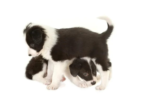 Playful border collie puppies — Stock Photo, Image