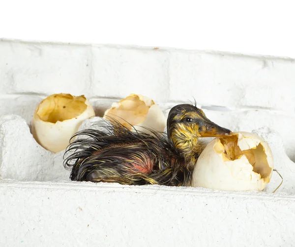 Duckling in egg box — Stock Photo, Image