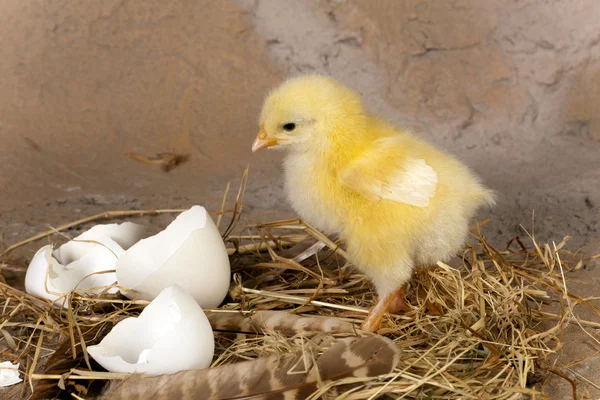 复活节小鸡在巢上 — 图库照片