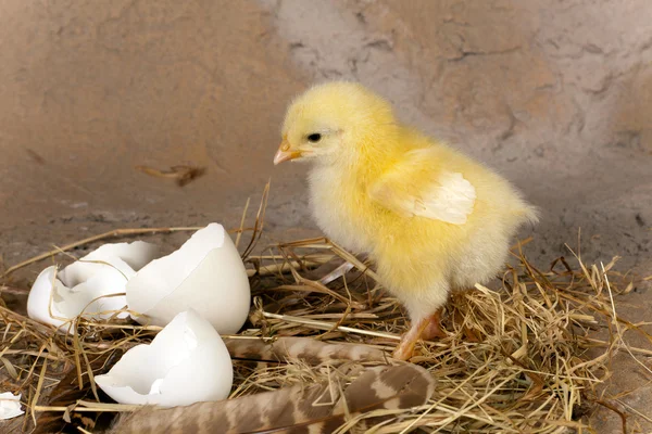 Påsk chick på boet — Stockfoto