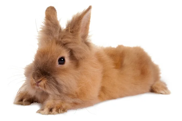 ふわふわのウサギ — ストック写真