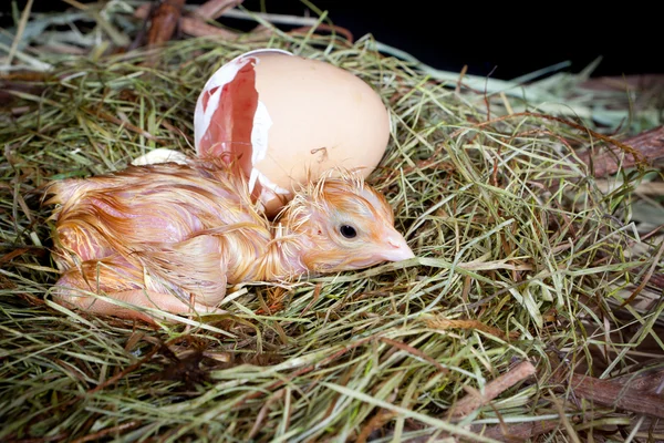 Chick ägget och boet — Stockfoto