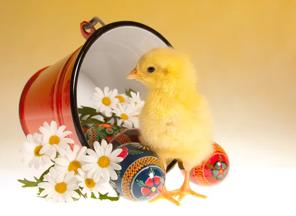 Easter chick and bucket — Stock Photo, Image