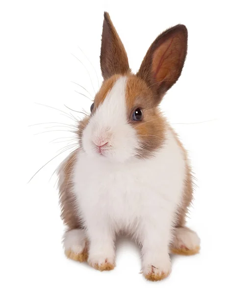 Beyaz ve kahverengi tavşan — Stok fotoğraf