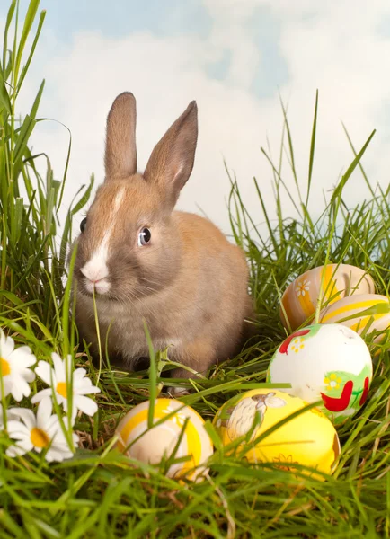 Kaninchen zu Ostern — Stockfoto