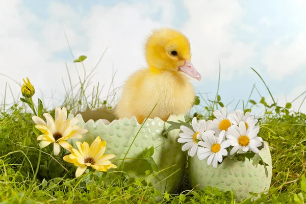 Cute easter duckling — Stock Photo, Image