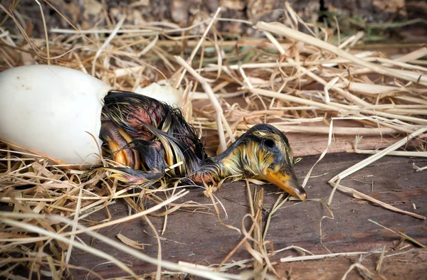 Eendje bijna geboren — Stockfoto