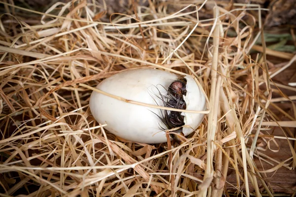 Штриховка утки — стоковое фото