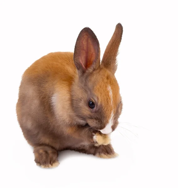 Häschen-Baby — Stockfoto