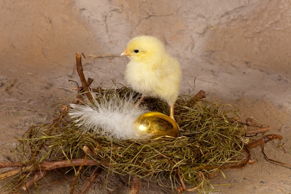 Golden chick — Stockfoto