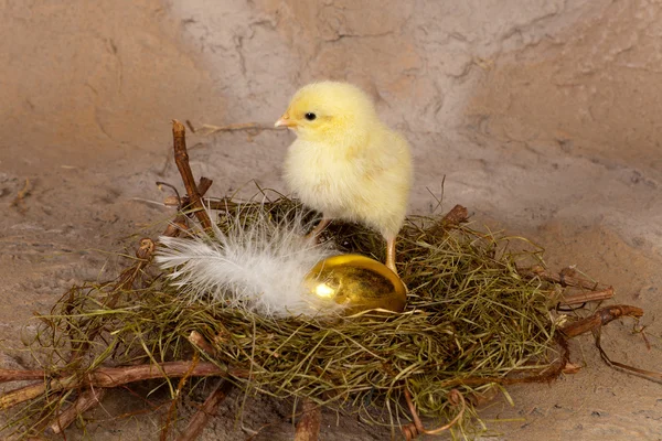 Goldenes Küken — Stockfoto