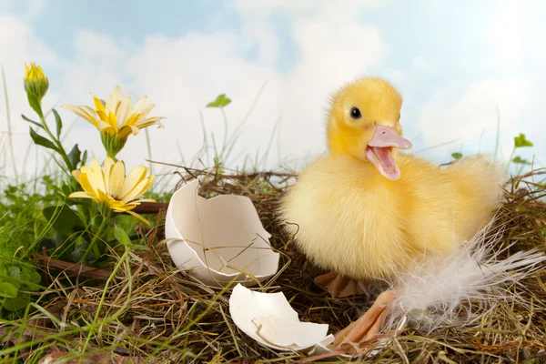 Eendje bellen — Stockfoto