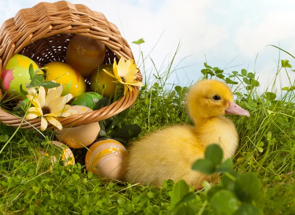 Baby duckling with easter eggs — Stock Photo, Image