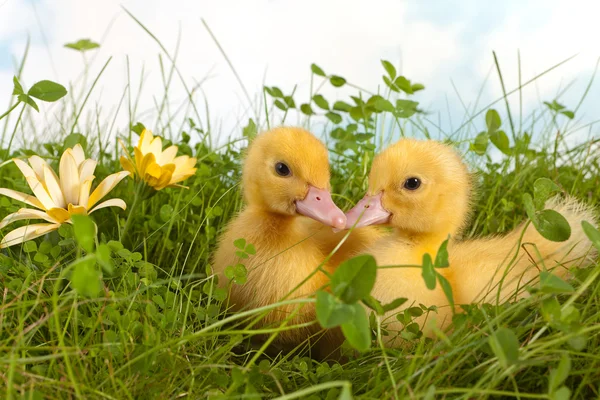 Zwei Entchen im Gras — Stockfoto