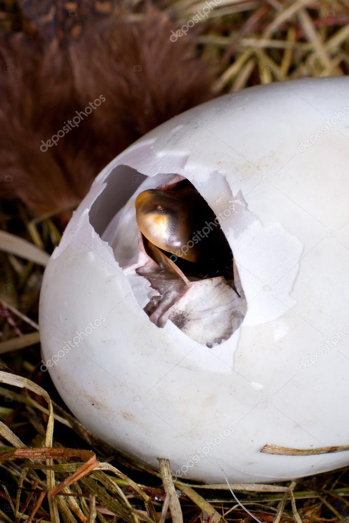 Pipping duckling ⬇ Stock Photo, Image by © Klanneke 20824727