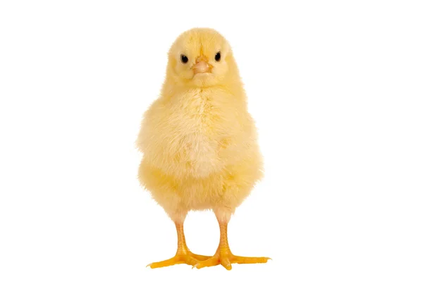 Staande chick — Stockfoto