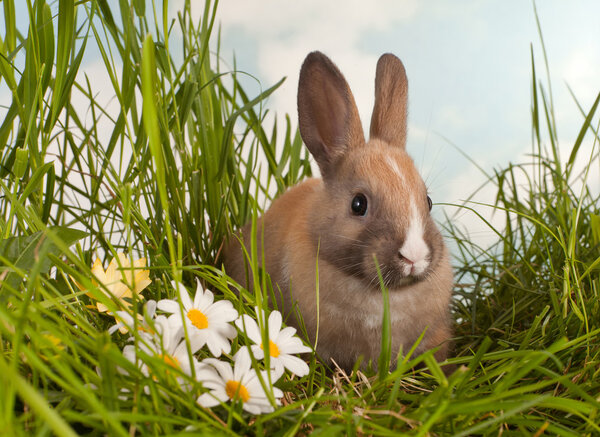 Baby rabbit and daisies