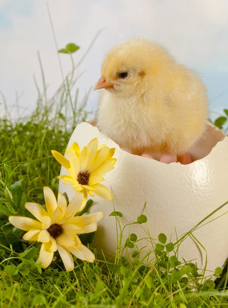 Hatching in the garden — Stock Photo, Image