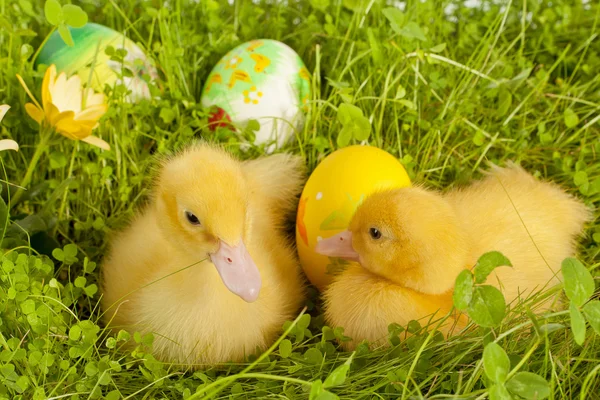 Sleepy easter ducklings — Stock Photo, Image