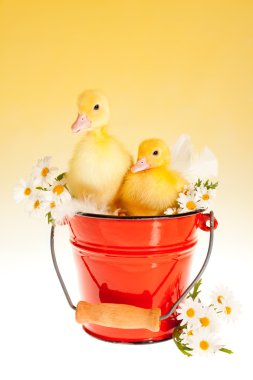 İkiz Paskalya ducklings bir demet