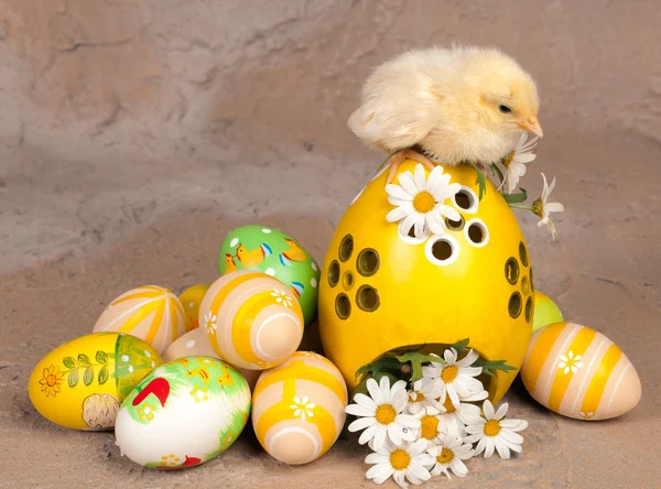 Chick on easter eggs — Stock Photo, Image