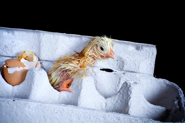 Pollito en caja de huevo — Foto de Stock