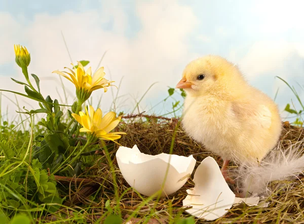 Easter flowers and chick — Stock Photo, Image