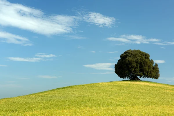 Oak tree in wheat field — Stock Photo, Image