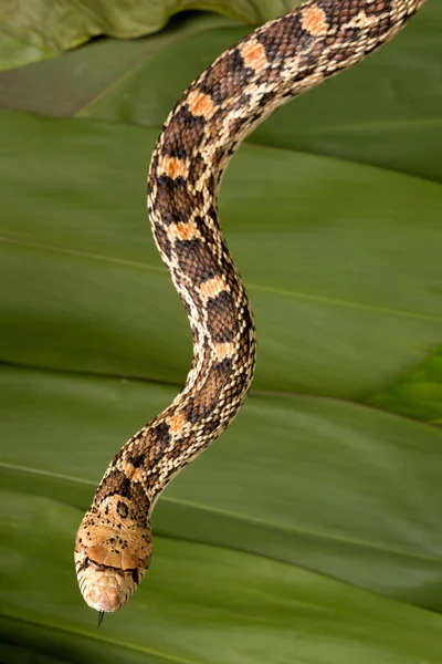 Bullsnake — Stock fotografie