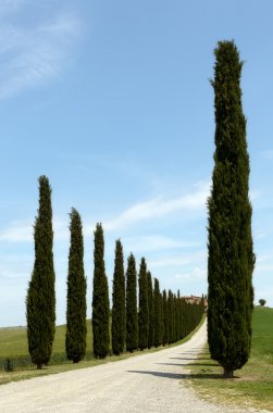 Tuscan servi ağaçları