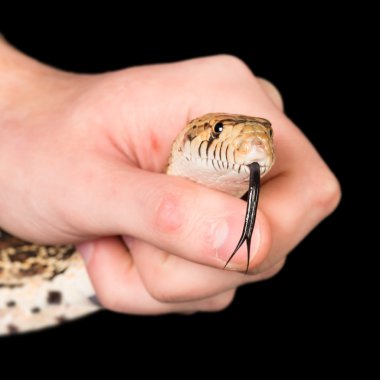 Snake in hand clipart