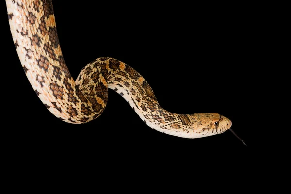 Isolated bull snake — Stock Photo, Image