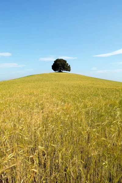 Single tree with copy space — Stock Photo, Image