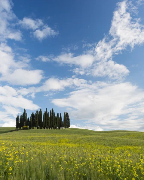 Famous Tuscan cypress trees — Stock Photo, Image