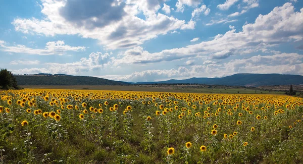 Campo de girasol de verano en Bulgaria — Foto de Stock