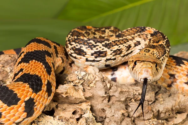 Closeup snake tongue — Stock Photo, Image