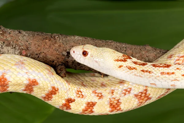 Adult snake — Stock Photo, Image