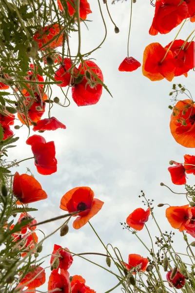 Poppy field from low angle — Stock Photo, Image