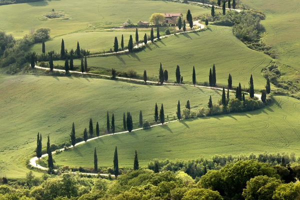 Cipressen en wegen van Toscane — Stockfoto