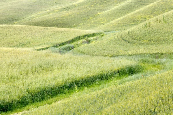 Golven van gras in Toscane — Stockfoto