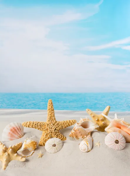 Conchas do mar com espaço de cópia — Fotografia de Stock