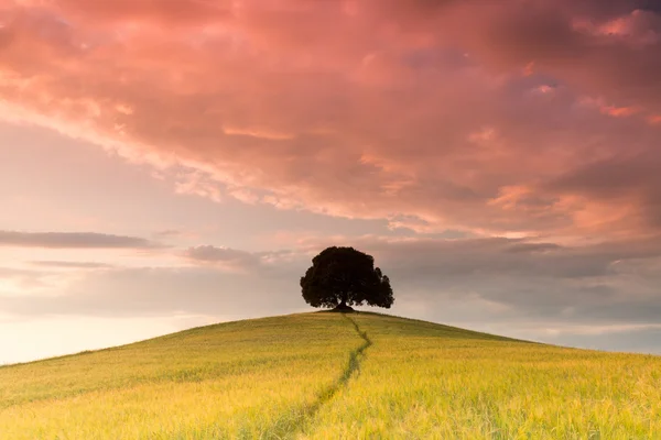 Evening colors in Tuscany — Stock Photo, Image