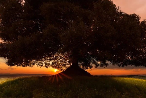 Zonsondergang close-up — Stockfoto